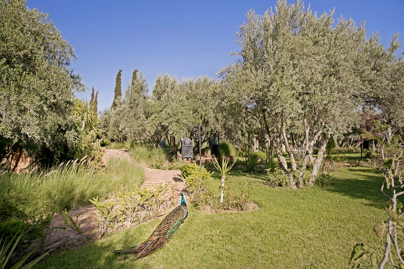 Villa Le Clos des Oliviers – 12BR Marrakech Estate with Infinity Rooftop Pool