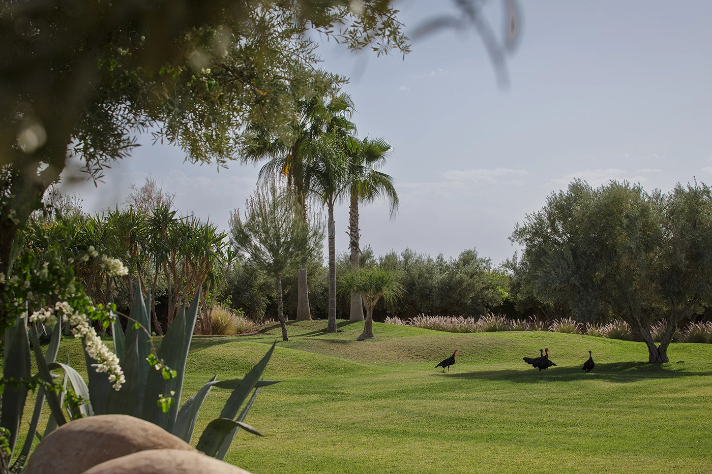Villa Mish-Mish – 7BR Palmeraie Estate with Indoor Pool, Spa & Cinema